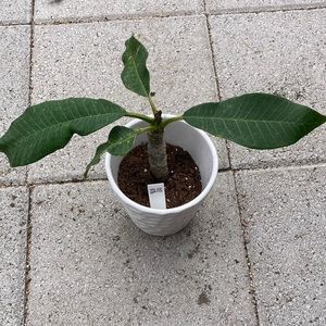 8 inches tall plumeria cutting plant, light pink 
plant is rooted